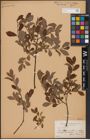Foto von Salix aurita L.